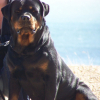 Photo de Brutus