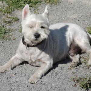 Photo de profil de Dexter
