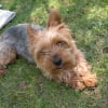Photo de Rumba, Yorkshire Terrier