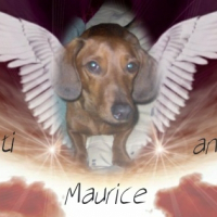 Photo de profil de Maurice