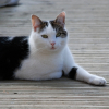 Photo de Minou