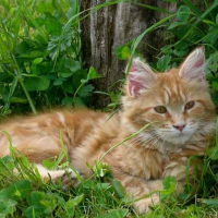 Photo de profil de Devi