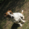 Photo de Boby