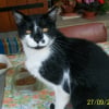 Photo de Moustique