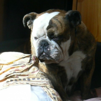 Photo de profil de Eden