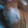 Photo de Choupette