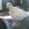 Photo de Mes colombes ...ange et kiki