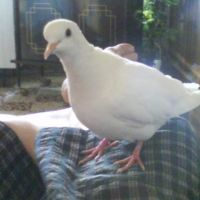 Photo de profil de Mes colombes ...ange et kiki