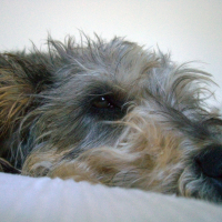 Photo de profil de Robbie