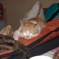 Photo de profil de Roukette