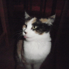 Photo de Pomme