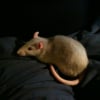 Photo de Sookie