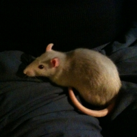 Photo de profil de Sookie