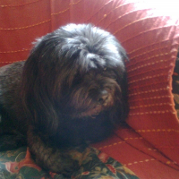 Photo de profil de Roxy