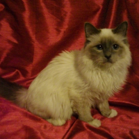 Photo de profil de Eclair de la gautherie (enjoy)