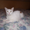 Photo de Luna