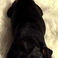 Photo de profil de Dexter