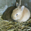 Photo de Mes lapins 