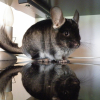 Photo de Eros