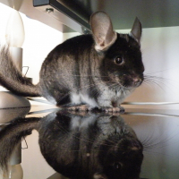 Photo de profil de Eros