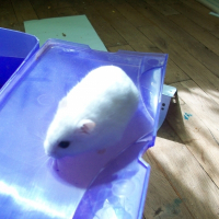 Photo de profil de Noisette
