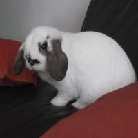 Photo de profil de Nolin