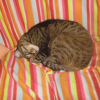 Photo de Vanille