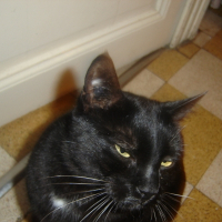 Photo de profil de Noiraud