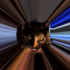 Photo de Misty