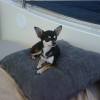 Photo de Poupsi