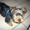 Photo de Fripon