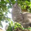 Photo de Mirza