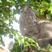 Photo de profil de Mirza
