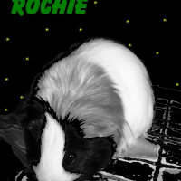 Photo de profil de Rochester - rochie