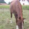 Photo de Arrizona