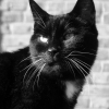 Photo de Felix