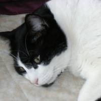 Photo de profil de Darwin