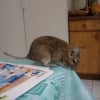 Photo de Noisette