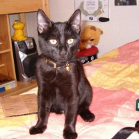 Photo de profil de Poerava