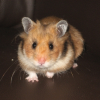 Photo de profil de Pashmina