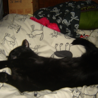 Photo de profil de Bagheera