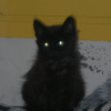 Photo de Bagheera