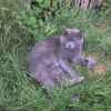 Photo de Tiki