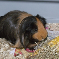 Photo de profil de Marley