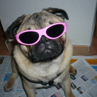 Photo de profil de Djoey
