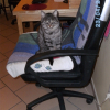 Photo de Gribouille