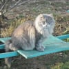 Photo de Grisgris
