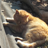 Photo de profil de Rouky