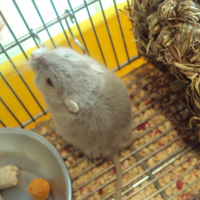 Photo de profil de Cookie