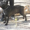 Photo de Marte dell'antico cerberus dit 